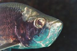 Tarpon by Jacques Miller 